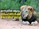 മൃഗങ്ങള്‍ക്കും ഭീതി; ഇന്ത്യയില്‍ ആദ്യമായി സിംഹങ്ങള്‍ക്ക് കോവിഡ്