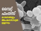 White Fungus : എന്താണ് വൈറ്റ് ഫംഗസ്? രോഗം പിടിപെടാന്‍ സാധ്യത ആര്‍ക്ക്? 