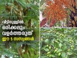 ഈ 5 സസ്യങ്ങള്‍ വീട്ടില്‍ നട്ടുവളര്‍ത്തരുത്; സമ്പത്ത് പടികടക്കും