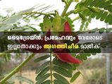  അഗത്തിച്ചീര ദിവസവും കഴിക്കണം - ആയുസ്സിന്റെ കാര്യത്തില്‍ തര്‍ക്കമില്ല; ഇരട്ടിയാണ് ഫലം