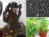 ഇന്ന് ശനി അമാവാസി; ശനിദോഷം അകറ്റണോ? ഇത് ചെയ്താല്‍ മതി  