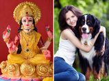 രാഹു-കേതു ദോഷം, ശനിദോഷം പരിഹാരം; നായ്ക്കളെ പരിപാലിച്ചാല്‍ നടക്കുന്നത് ഇത്‌