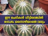 വാസ്തുപറയുന്നു ഈ ചെടികള്‍ വീട്ടിലെങ്കില്‍ ദോഷങ്ങള്‍ വിട്ടൊഴിയില്ല