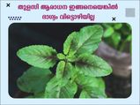 വൈശാഖമാസത്തിന് തുടക്കം: തുളസിയെ ആരാധിച്ചാല്‍ വന്ന് ചേരുന്ന മഹാഭാഗ്യവും വിജയവും