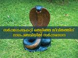 നാഗപഞ്ചമിയിലെ സര്‍പ്പാരാധാന ജാതകദോഷമകറ്റുന്നു