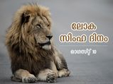 സിംഹങ്ങളെ സംരക്ഷിക്കാന്‍ പരിസ്ഥിതിയൊരുക്കാം; ഇന്ന് ലോക സിംഹ ദിനം