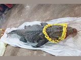 ഇഷ്ടഭക്ഷണം നിവേദ്യം, 75 വര്‍ഷമായി സസ്യാഹാരി; തടാക ക്ഷേത്രത്തിലെ 'അത്ഭുത' മുതല ഓര്‍മ്മയായി