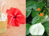 മുടി ഇനി മുട്ടറ്റം : ചെമ്പരത്തിയും വെള്ളിലയും ചേരും അത്ഭുതക്കൂട്ട്