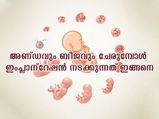 ബീജത്തിന് അണ്ഡവുമായി സംയോജിക്കാന്‍ എത്ര സമയം: ഗര്‍ഭധാരണം നടക്കുന്നതെപ്പോള്‍?