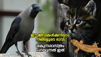 വരാന്‍ പോകുന്ന സംഭവങ്ങളുടെ സൂചനകള്‍; ഈ ജീവികള്‍ നിങ്ങളോട് പറയുന്നത് ഇത്