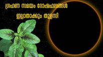 Solar Eclipse 2023: ഇന്ന്‌ ഗ്രഹണ സമയം തുളസി ഏത് അത്യാപത്തും തടയും: ശ്രദ്ധിക്കേണ്ടത് 