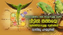 ഗ്രഹദോഷം നിശ്ശേഷം നീങ്ങും, മരണത്തിന്റെ ദൂതനെ വരെ മടക്കി അയക്കും; വീട്ടില്‍ തത്തയെ വളര്‍ത്തിയാല്‍ 
