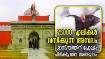 25000 എലികളുടെ കേന്ദ്രം, ദൈവത്തിന്റെ പ്രതിരൂപം; ഈ ക്ഷേത്രം ശാസ്ത്രത്തിന് പോലും അത്ഭുതം