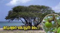 മരണത്തിന്റെ ദൂതനായ മരം, ലോകത്തിലെ ഏറ്റവും അപകടകാരിയായ വൃക്ഷം