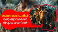 തെരഞ്ഞെടുപ്പില്‍ മനുഷ്യരേക്കാള്‍ മിടുക്കരാണിവര്‍; മൃഗങ്ങള്‍ക്കിടയിലെ തെരഞ്ഞെടുപ്പ് രീതി