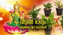 ജീവിതം മാറ്റിമറിക്കാനുള്ള അത്ഭുതസിദ്ധി; വീട്ടില്‍ ഭാഗ്യം വരുത്തും ഈ ചെടികള്‍