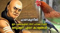 ചാണക്യനീതി: ദൈവം സൃഷ്ടിച്ചത് വെറുതേയല്ല; പക്ഷികളില്‍ നിന്ന് മനുഷ്യന്‍ പഠിക്കേണ്ട 3 ഗുണങ്ങള്‍