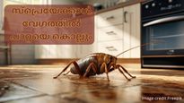 പാറ്റശല്യം ഉണ്ടോ, കെമിക്കല്‍ വേണ്ട ഫലപ്രദമായ മരുന്ന് വീട്ടില്‍ തന്നെ ഉണ്ടാക്കാം