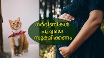 ഗര്‍ഭിണികളെ തേടിയെത്തുന്ന ടോക്സോപ്ലാസ്മ ; വില്ലനാകുന്നത് പൂച്ചകള്‍