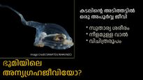 കണ്ടാല്‍ അന്യഗ്രഹ ജീവിയെ പോലെ, സുതാര്യ ശരീരം: കടലിന്റെ അടിത്തട്ടില്‍ പുതിയൊരു ജീവിവര്‍ഗ്ഗം