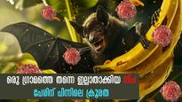 Nipah Virus: മരണം പതിയിരിക്കുന്ന ഈ പേരിന് പിന്നില്‍ ഒരു ഗ്രാമത്തിന്റെ ആയുസ്സെടുത്ത സത്യങ്ങള്‍