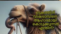 ഒട്ടകങ്ങള്‍ക്ക് കഴിക്കാന്‍ കൊടുക്കുന്നത് ജീവനുള്ള വിഷപ്പാമ്പിനെ,  കാരണം കേട്ടാല്‍ ആരും ഞെട്ടും