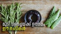 വീട്ടിലുണ്ടോ ഈ ചെടികള്‍? കേശാരോഗ്യത്തിന് മുതല്‍ക്കൂട്ട്, മുടി തഴച്ച് വളരും