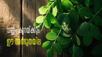 വണ്ണം കുറയ്ക്കാന്‍ അത്ഭുതയില; വീടുകളില്‍ സുലഭം, ആഹാരത്തില്‍ ഇതുള്‍പ്പെടുത്തൂ, മാറ്റം അനുഭവിച്ചറിയാം