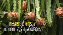 5 സെന്റില്‍ നിന്ന് 40,000 രൂപ! ഇത് ഡ്രാഗണ്‍ ഫ്രൂട്ടിന്റെ 'പവര്‍' അറിഞ്ഞ കര്‍ഷകന്റെ അനുഭവം