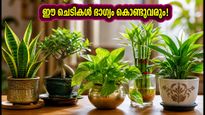 ഫ്രണ്ട്ഷിപ്പ് ഡേയ്ക്ക് ചെടികൾ സമ്മാനിക്കുമ്പോൾ ശ്രദ്ധിക്കൂ; വാസ്തു പ്രകാരം ഈ ചെടികൾ ഭാഗ്യം കൊണ്ടുവരും