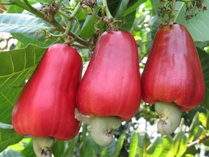 Cashew Fruit Cashew Fruit