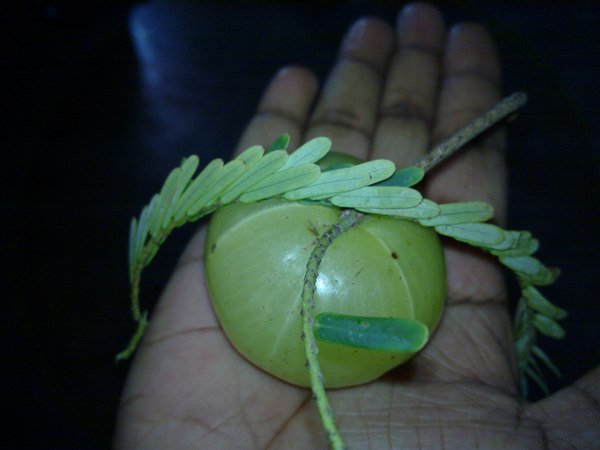 നെല്ലിക്ക നെല്ലിക്ക