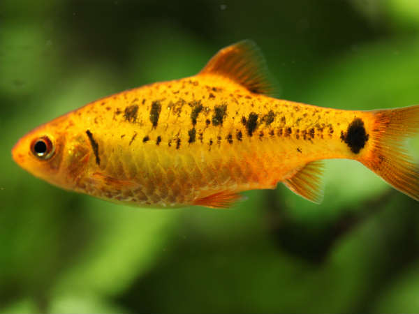 മത്സ്യം മത്സ്യം