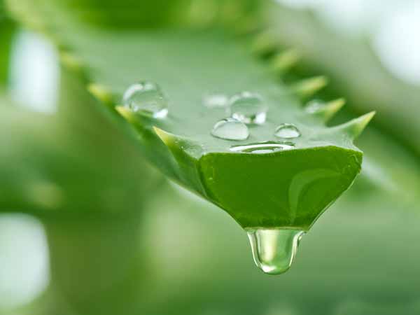 കറ്റാര് വാഴ കറ്റാര് വാഴ