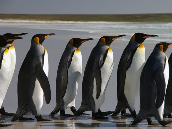 ബുദ്ധിയുള്ള ചില മൃഗങ്ങളും