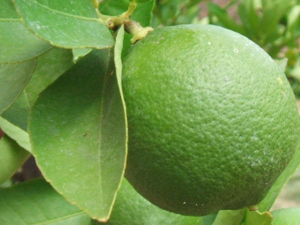 കൈ, കാല്‍മുട്ടുകള്‍ വെളുപ്പിക്കാം