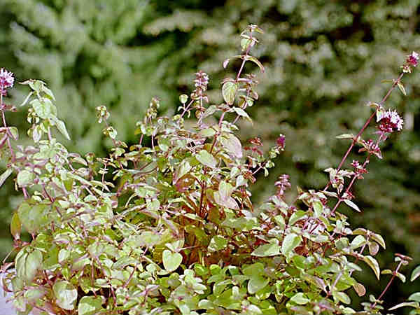 ബിപി കുറയ്ക്കും ചില മസാലകള്‍