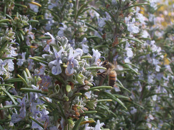 ബിപി കുറയ്ക്കും ചില മസാലകള്‍