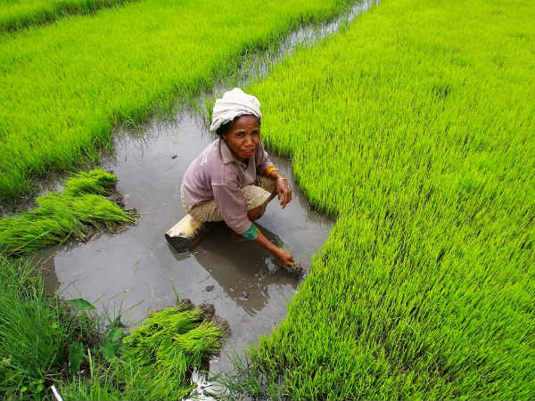 തൈപ്പൊങ്കല്‍, മാട്ടുപ്പൊങ്കല്‍....