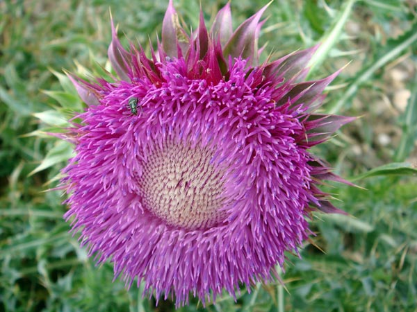 സ്തന വലിപ്പത്തിന് ആയുര്‍വേദ വഴികള്‍