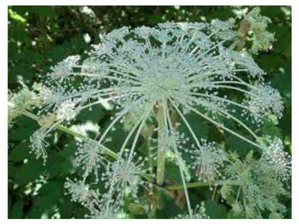 സ്തന വലിപ്പത്തിന് ആയുര്‍വേദ വഴികള്‍