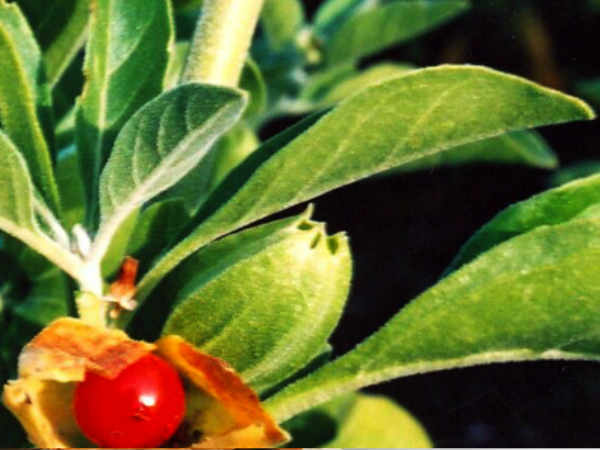 ഉദ്ധാരണപ്രശ്‌നങ്ങള്‍ക്ക് പരിഹാരങ്ങളും