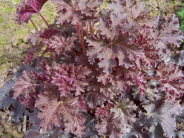 പൂന്തോട്ടത്തിനു ചേരും ചുവന്ന ഇലച്ചെടികള്‍