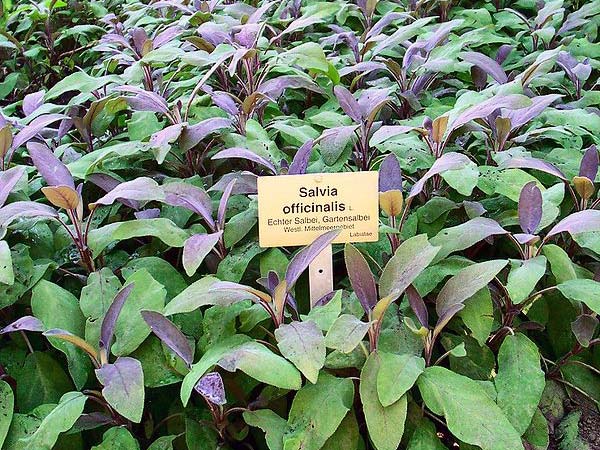 പൂന്തോട്ടത്തിനു ചേരും ചുവന്ന ഇലച്ചെടികള്‍