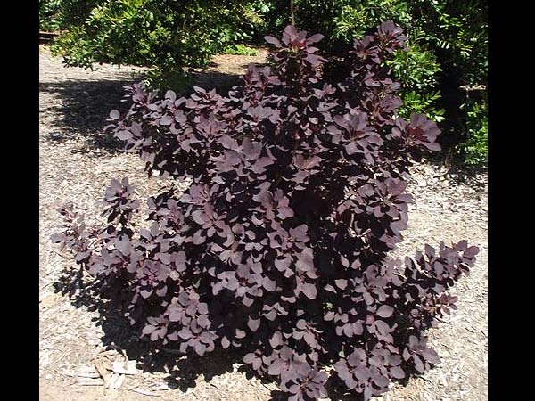 പൂന്തോട്ടത്തിനു ചേരും ചുവന്ന ഇലച്ചെടികള്‍