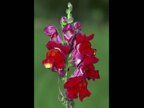 പൂന്തോട്ടത്തിനു ചേരും ചുവന്ന ഇലച്ചെടികള്‍