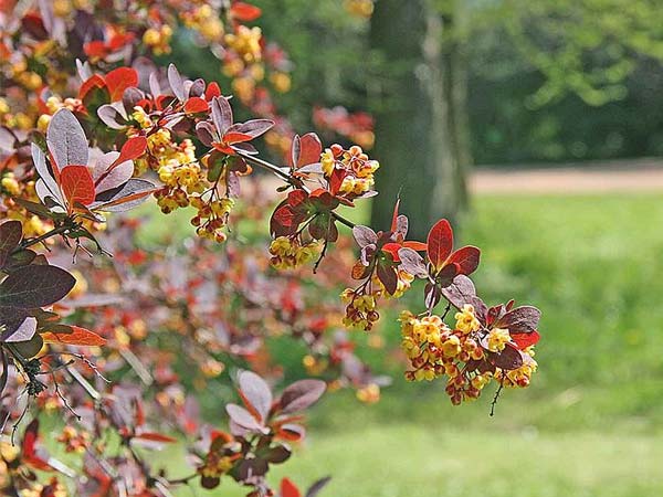 പൂന്തോട്ടത്തിനു ചേരും ചുവന്ന ഇലച്ചെടികള്‍