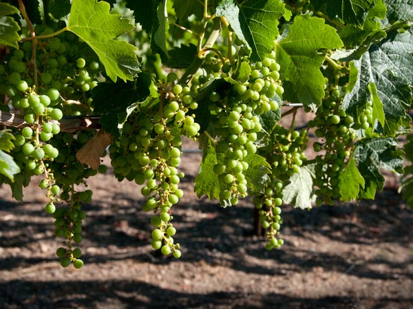 തടി കുറയ്ക്കും ചില ഭക്ഷണങ്ങള്‍