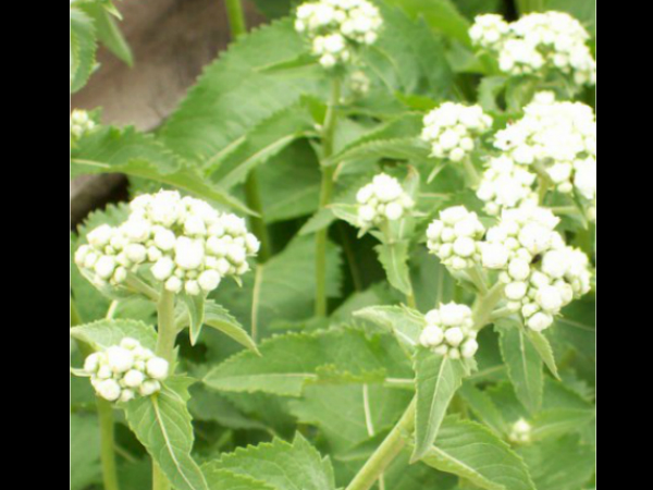 ലൈംഗികശേഷി കെടുത്തും ഭക്ഷണങ്ങള് ലൈംഗികശേഷി കെടുത്തും ഭക്ഷണങ്ങള്