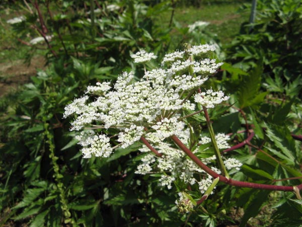 ആന്‍ജെലിക